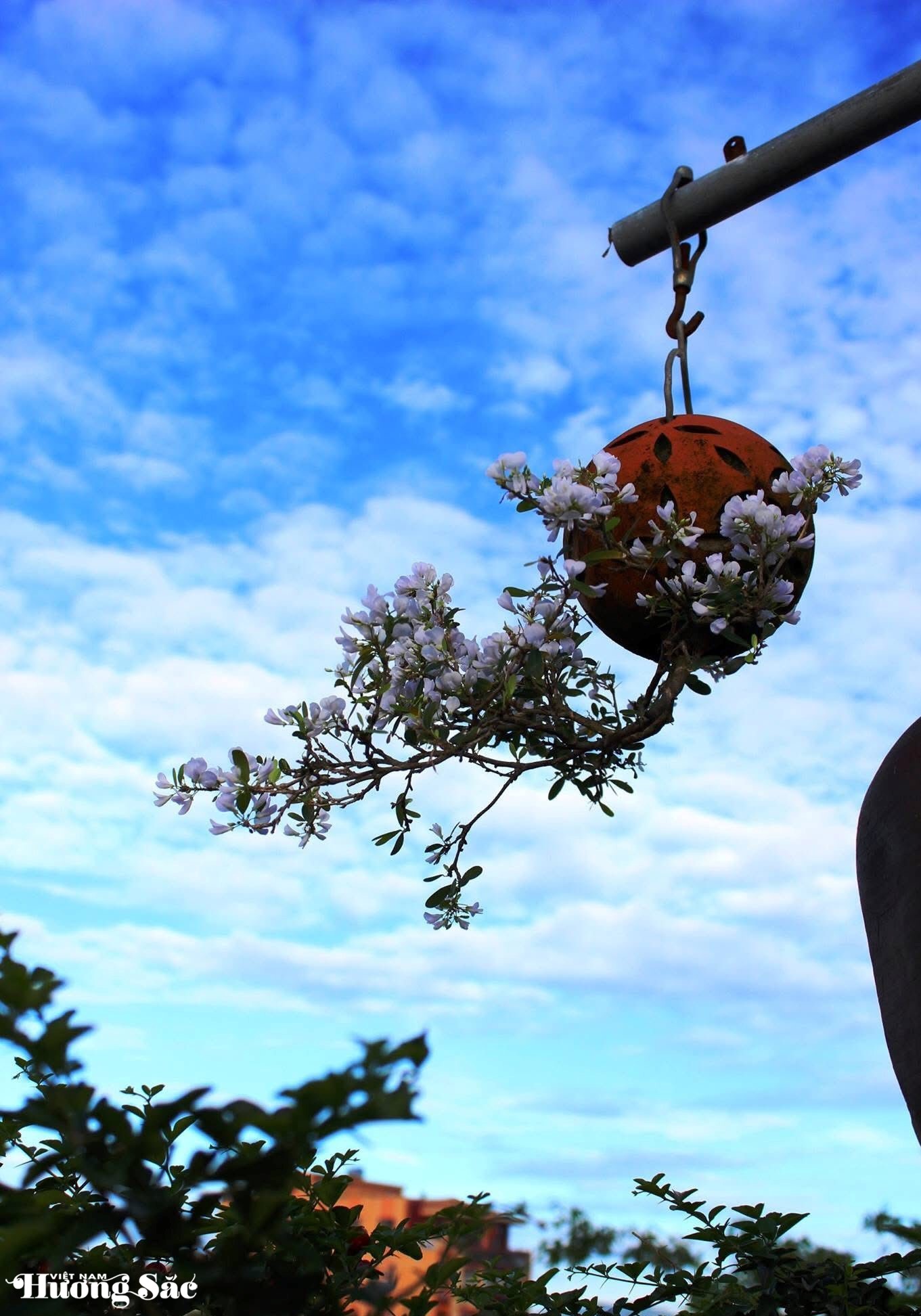 Ngắm dàn bonsai mọc ngược độc lạ của dị nhân xứ Quảng Ngắm dàn bonsai mọc ngược độc lạ của dị nhân xứ Quảng
