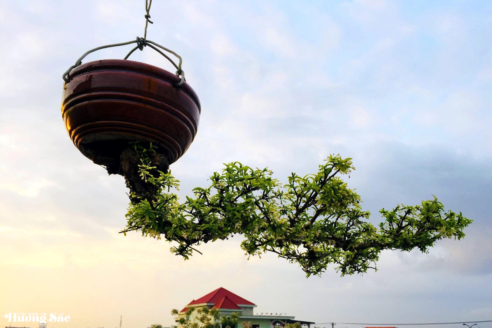 Ngắm dàn bonsai mọc ngược độc lạ của dị nhân xứ Quảng