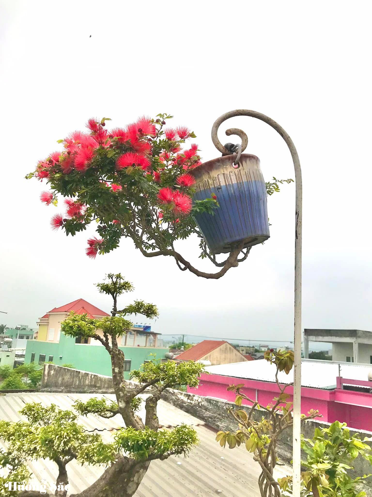 Ngắm dàn bonsai mọc ngược độc lạ của dị nhân xứ Quảng