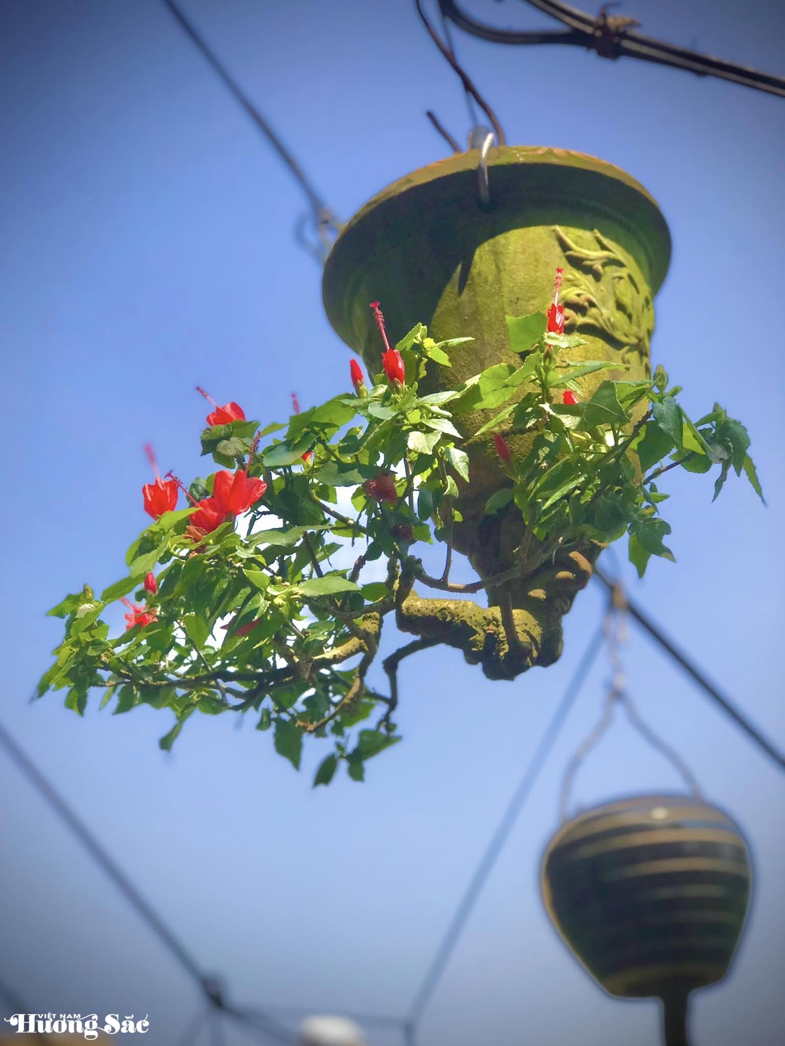 Ngắm dàn bonsai mọc ngược độc lạ của dị nhân xứ Quảng