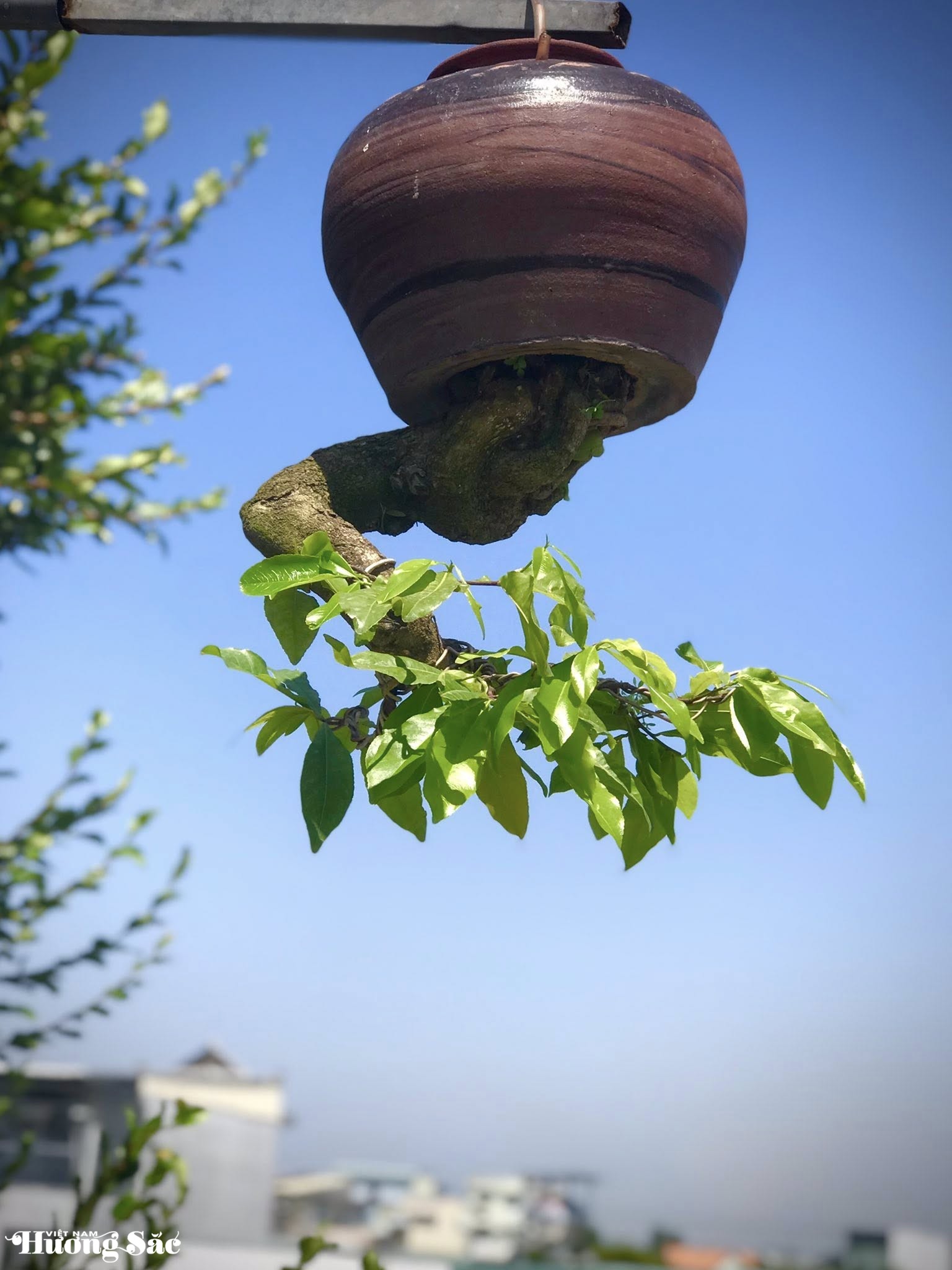 Ngắm dàn bonsai mọc ngược độc lạ của dị nhân xứ Quảng Ngắm dàn bonsai mọc ngược độc lạ của dị nhân xứ Quảng