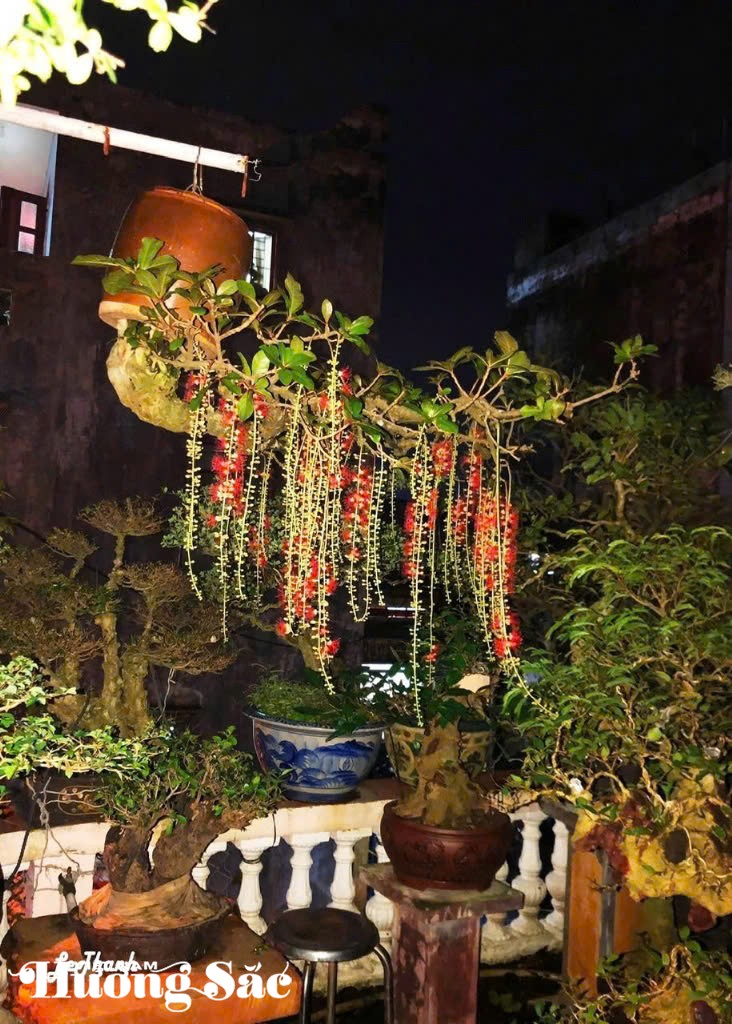 Ngắm dàn bonsai mọc ngược độc lạ của dị nhân xứ Quảng