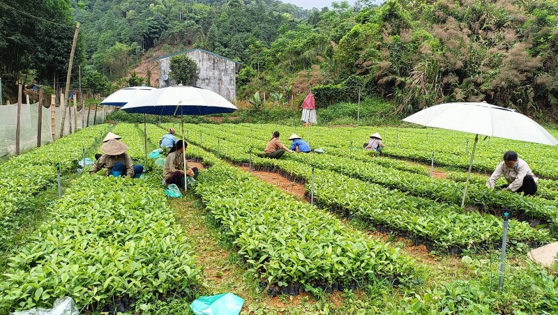 Cục Trồng trọt và Bảo vệ thực vật: Chỉ đạo tăng cường công tác quản lý giống cây trồng