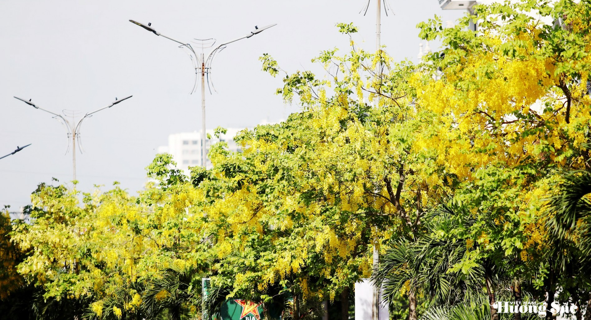 Hà Tĩnh: Bản giao hưởng sắc màu mùa hoa ở Thành Sen