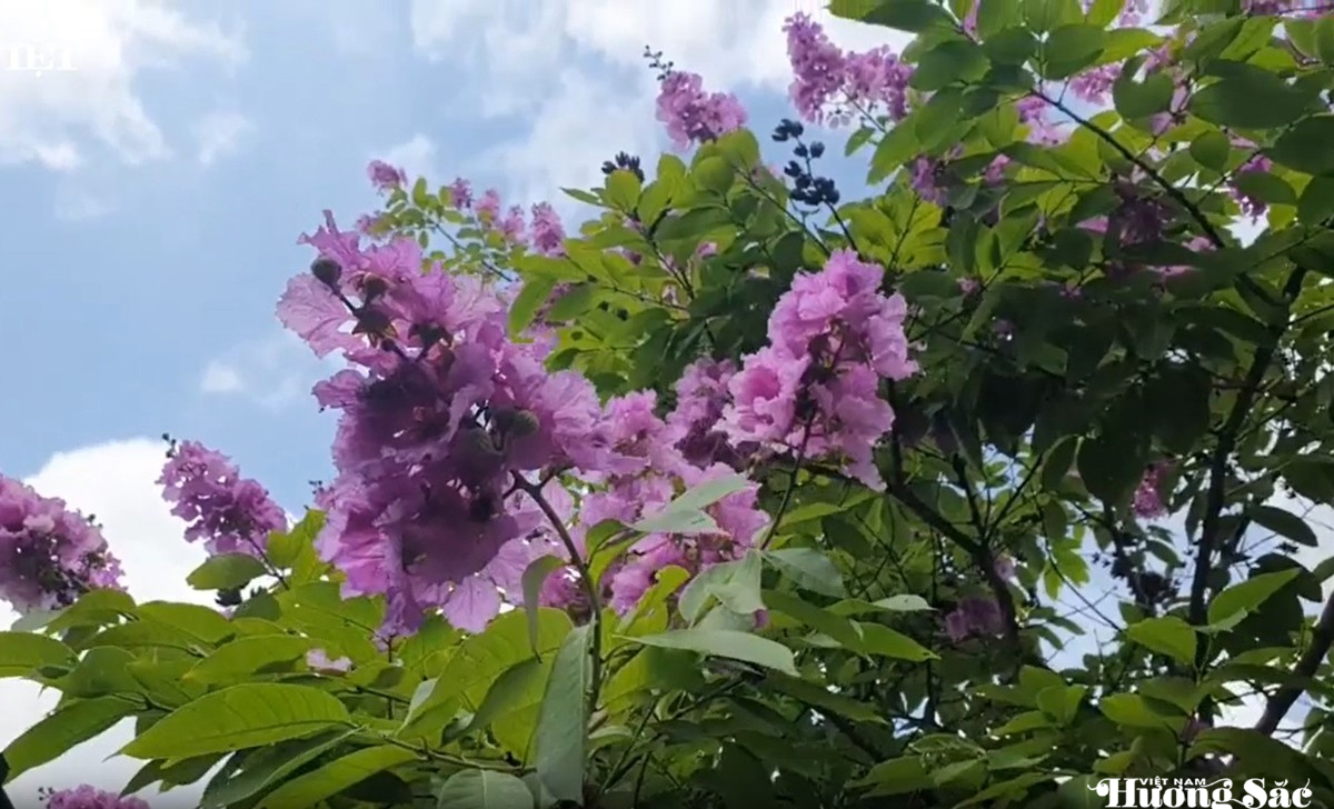 Hà Tĩnh: Bản giao hưởng sắc màu mùa hoa ở Thành Sen