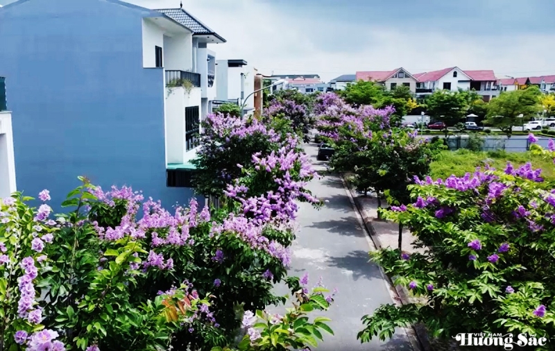 Hà Tĩnh: Bản giao hưởng sắc màu mùa hoa ở Thành Sen