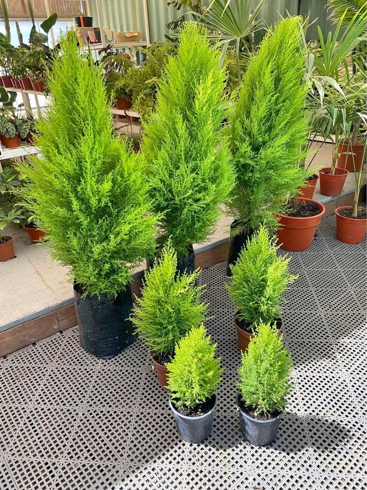 Nhà giàu mê 3 loại cây cảnh này: Vẻ đẹp thanh lịch, hợp phong thủy, sức sống bền bỉ theo thời gian
