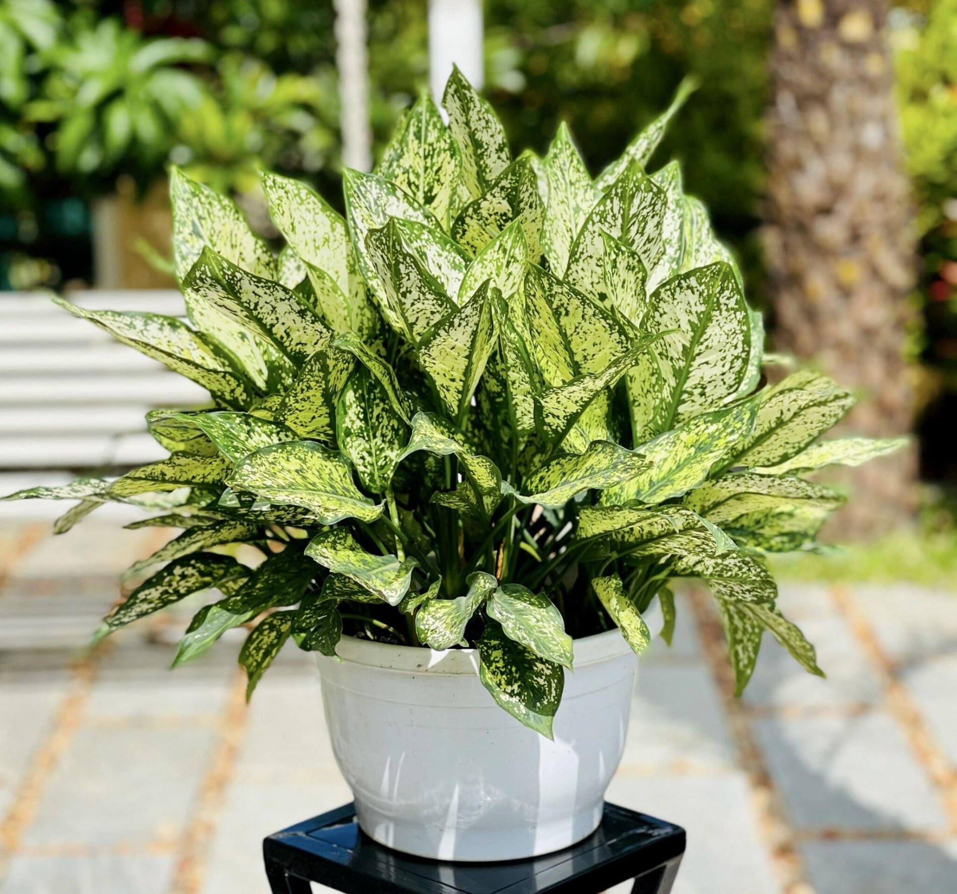 Nhà giàu mê 3 loại cây cảnh này: Vẻ đẹp thanh lịch, hợp phong thủy, sức sống bền bỉ theo thời gian