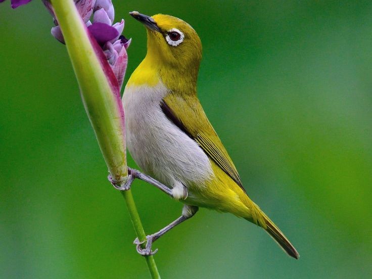 Top 5 loài chim cảnh vừa đẹp, vừa hót hay, lại mang may mắn về cho gia chủ