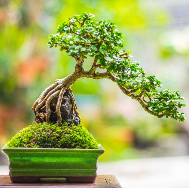 Cây duối bonsai: Sức sống mãnh liệt, thế đẹp cổ kính chinh phục người yêu cây cảnh