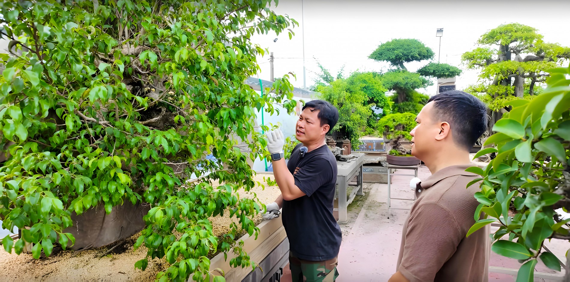 Nghệ thuật cây cảnh: Khi rễ lộ cốt, khi hồn thành văn
