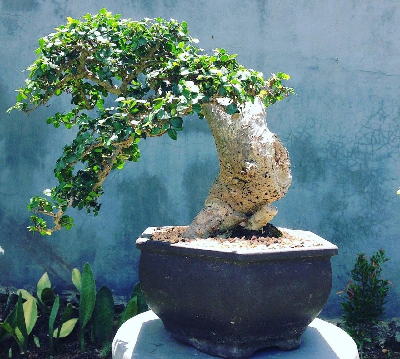 Cây duối bonsai: Sức sống mãnh liệt, thế đẹp cổ kính chinh phục người yêu cây cảnh