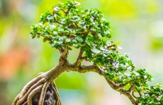 Cây duối bonsai: Sức sống mãnh liệt, thế đẹp cổ kính chinh phục người yêu cây cảnh