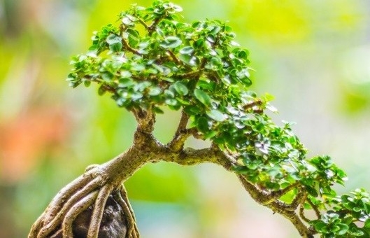 Cây duối bonsai: Sức sống mãnh liệt, thế đẹp cổ kính chinh phục người yêu cây cảnh