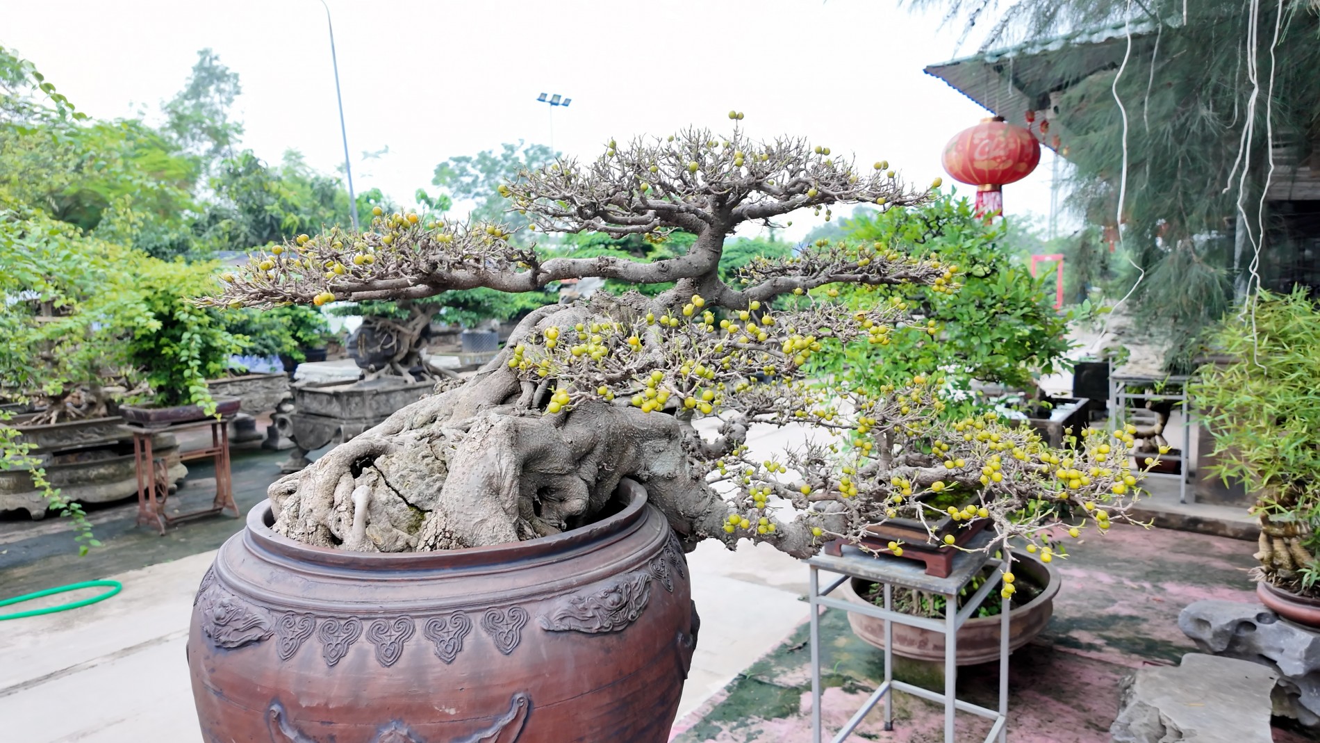 Nghệ thuật cây cảnh: Khi rễ lộ cốt, khi hồn thành văn