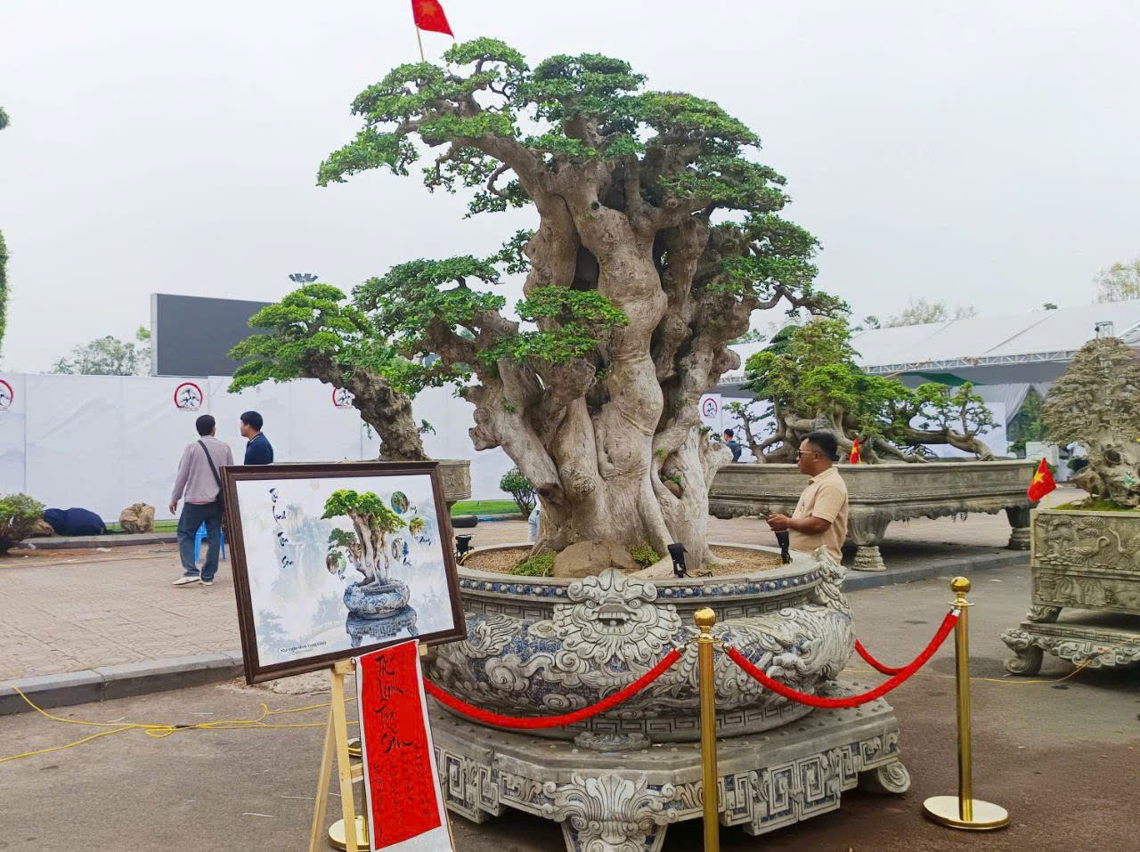 Cây duối bonsai: Sức sống mãnh liệt, thế đẹp cổ kính chinh phục người yêu cây cảnh