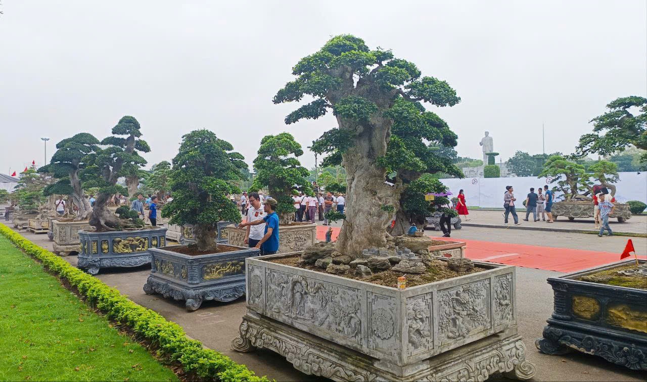 Cây duối bonsai: Sức sống mãnh liệt, thế đẹp cổ kính chinh phục người yêu cây cảnh