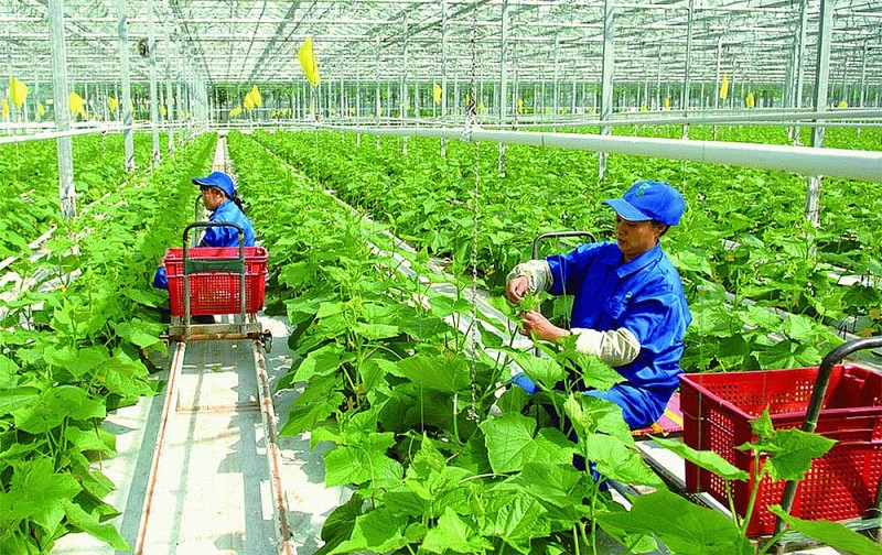 Nông nghiệp hữu cơ: Giải pháp xanh cho môi trường và sức khỏe cộng đồng