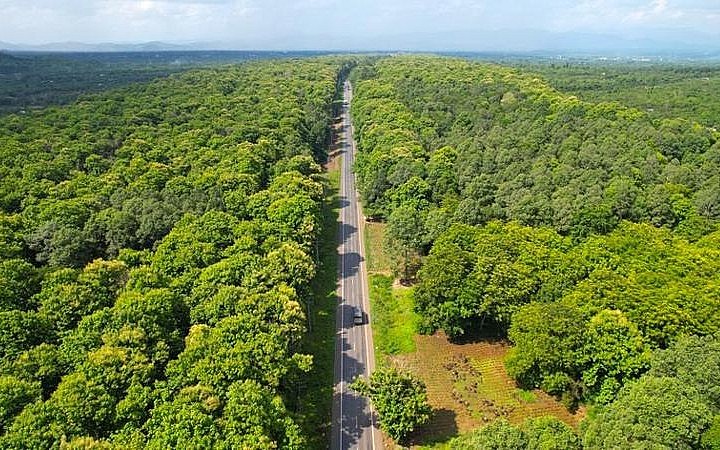 TP. Hà Nội: Tăng cường công tác quản lý, bảo vệ rừng và nâng cao hiệu quả sử dụng đất lâm nghiệp