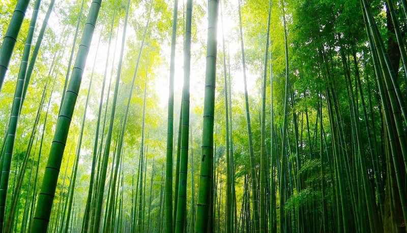 EcoBambu: Kiến tạo hệ sinh thái xanh từ cây tre Việt