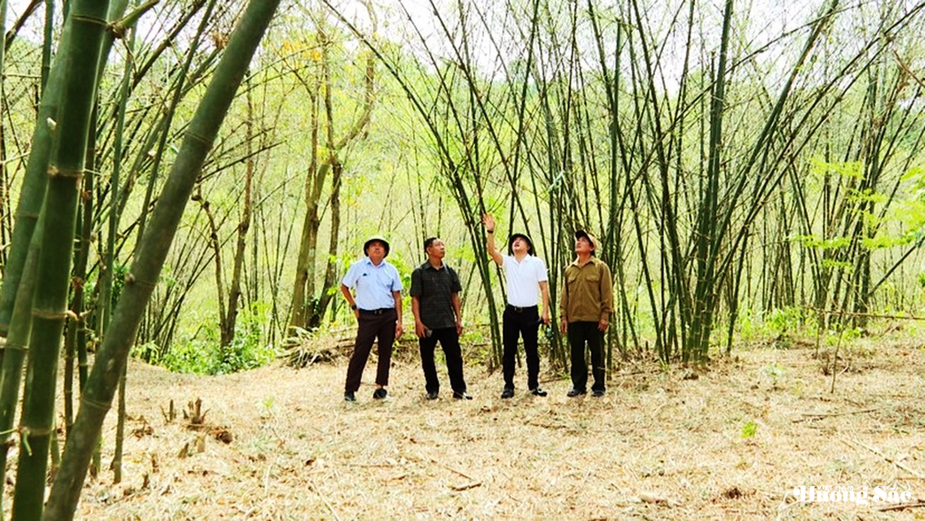Quảng Bình: Hàng triệu con châu chấu tàn phá rừng luồng măng, người dân lo lắng mất sinh kế