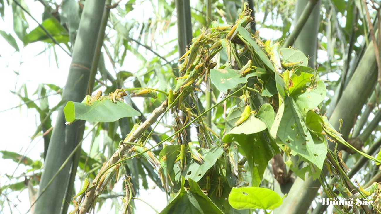 Quảng Bình: Hàng triệu con châu chấu tàn phá rừng luồng măng, người dân lo lắng mất sinh kế
