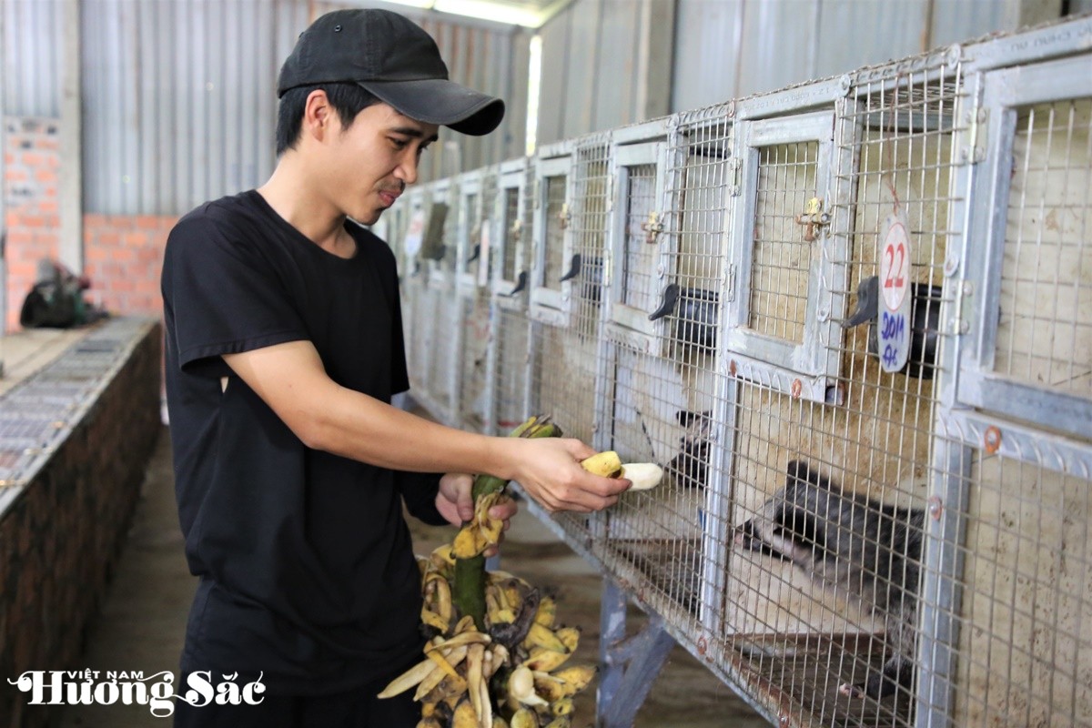 Bỏ phố về quê nuôi chồn hương, chàng trai 9X bỏ túi hơn nửa tỷ đồng mỗi năm