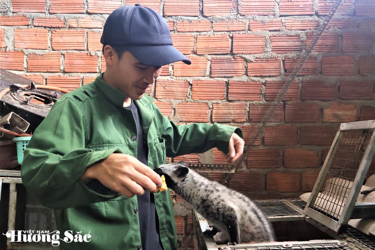 Bỏ phố về quê nuôi chồn hương, chàng trai 9X bỏ túi hơn nửa tỷ đồng mỗi năm