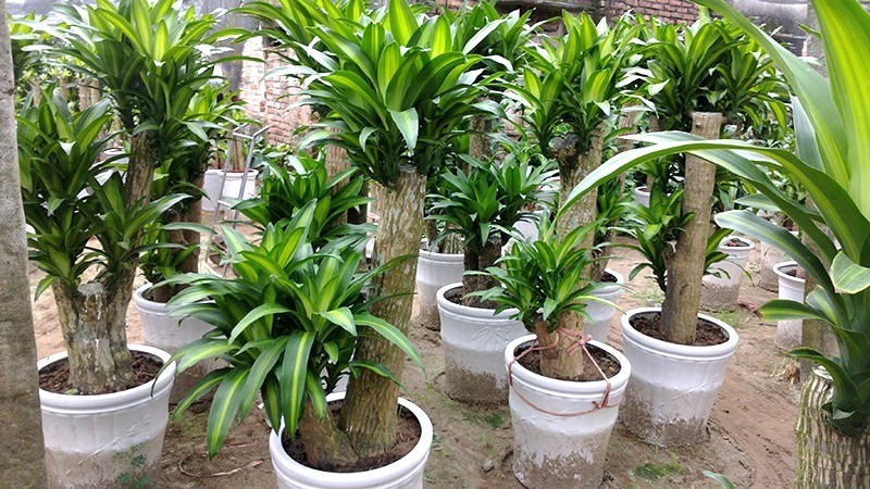 Cây thiết mộc lan hợp mệnh gì? Bí quyết chọn cây hút lộc theo phong thủy