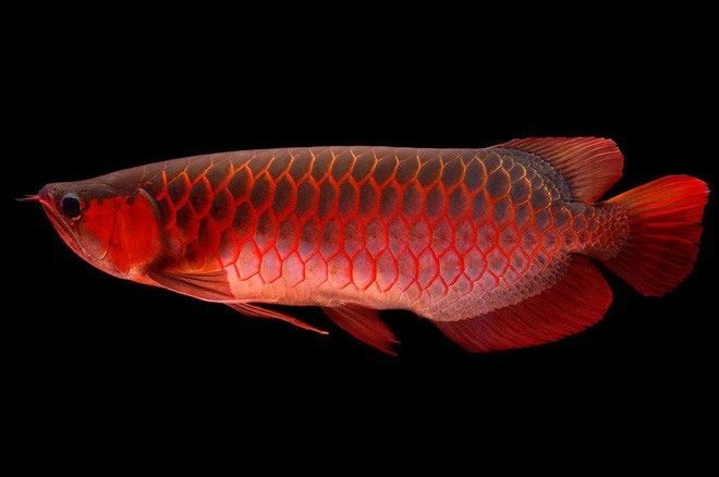 Nuôi cá hút lộc: 5 loại cá cảnh đẹp, dễ nuôi và hợp phong thủy