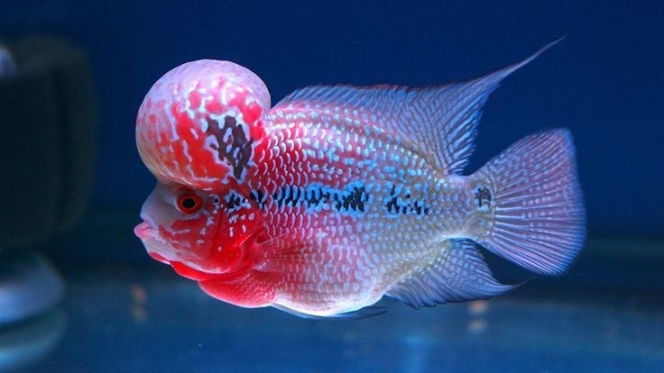 Nuôi cá hút lộc: 5 loại cá cảnh đẹp, dễ nuôi và hợp phong thủy