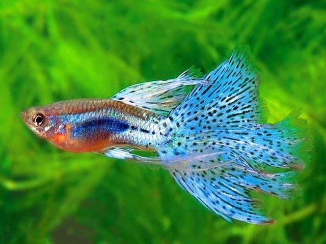 Nuôi cá hút lộc: 5 loại cá cảnh đẹp, dễ nuôi và hợp phong thủy