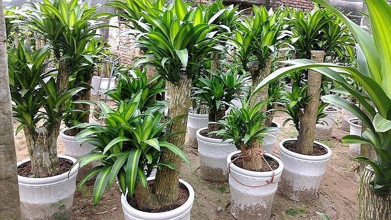 Cây thiết mộc lan hợp mệnh gì? Bí quyết chọn cây hút lộc theo phong thủy