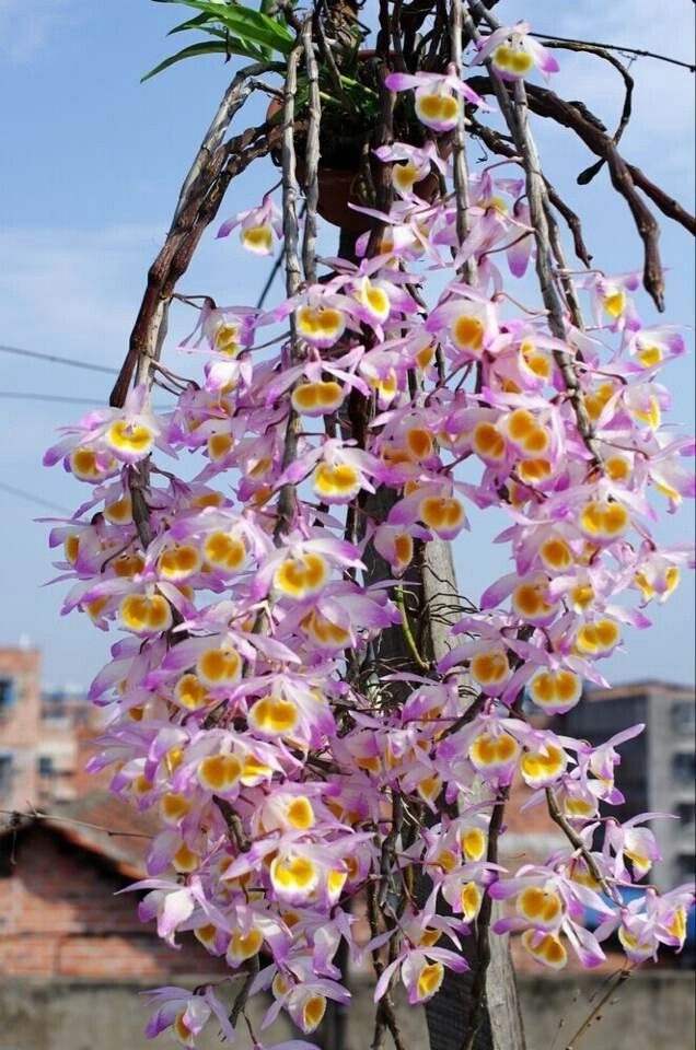 Lan hạc vỹ - Vẻ đẹp mong manh làm say đắm lòng người