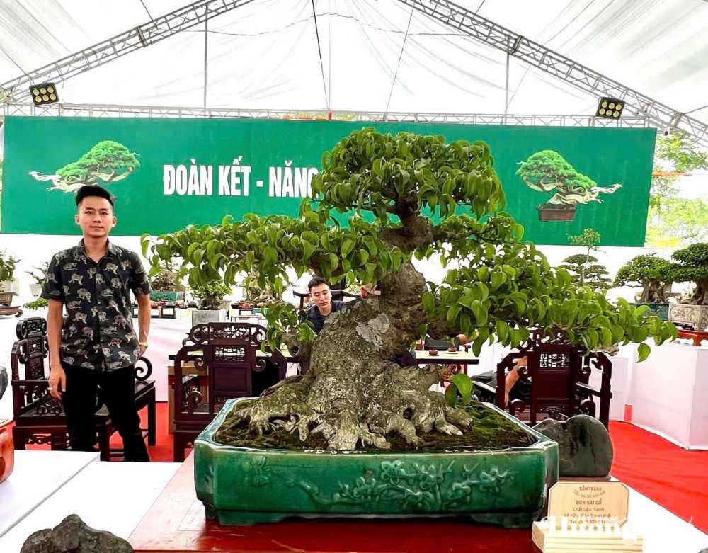 Câu lạc bộ Bonsai Đầm Trành: Bảo tồn, hội nhập và sáng tạo Câu lạc bộ Bonsai Đầm Trành: Bảo tồn, hội nhập và sáng tạo
