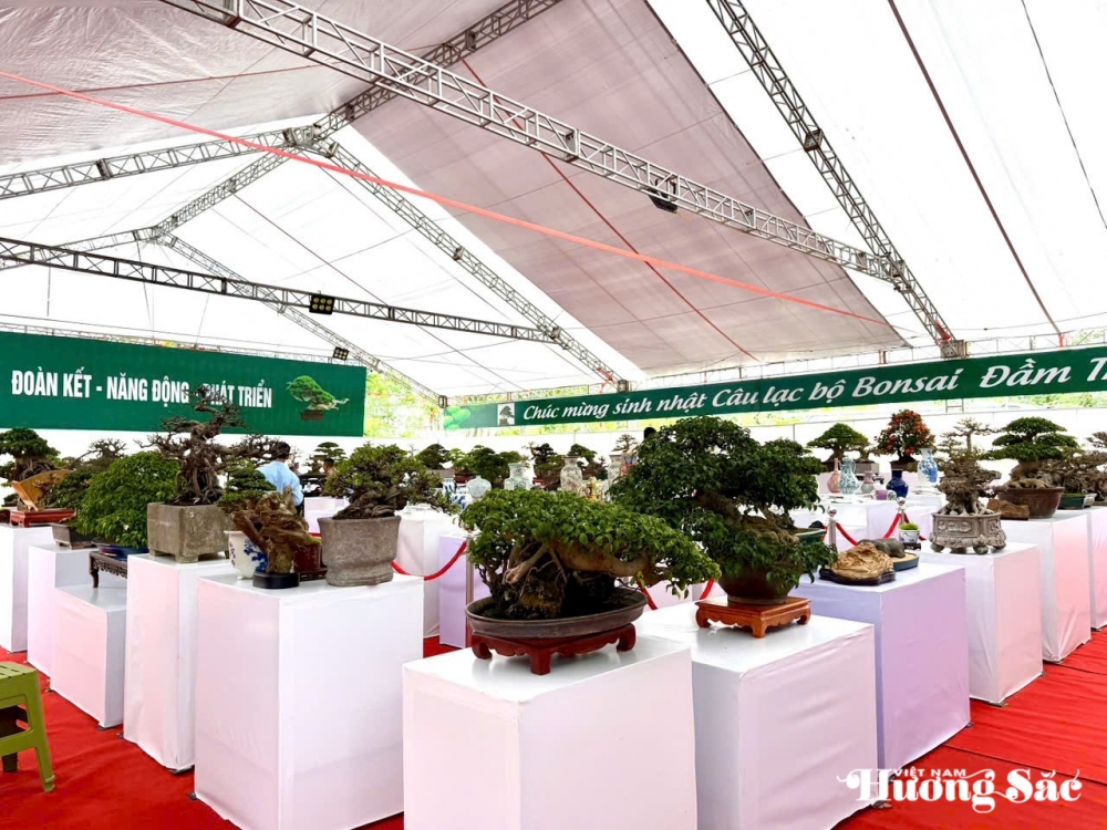 Câu lạc bộ Bonsai Đầm Trành: Bảo tồn, hội nhập và sáng tạo Câu lạc bộ Bonsai Đầm Trành: Bảo tồn, hội nhập và sáng tạo
