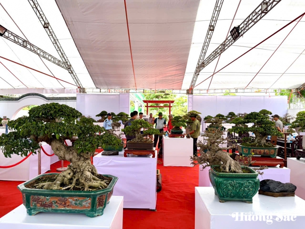 Câu lạc bộ Bonsai Đầm Trành: Bảo tồn, hội nhập và sáng tạo Câu lạc bộ Bonsai Đầm Trành: Bảo tồn, hội nhập và sáng tạo