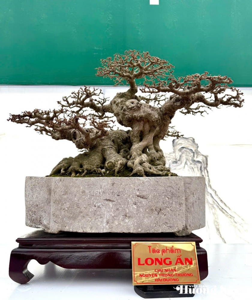 Câu lạc bộ Bonsai Đầm Trành: Bảo tồn, hội nhập và sáng tạo Câu lạc bộ Bonsai Đầm Trành: Bảo tồn, hội nhập và sáng tạo
