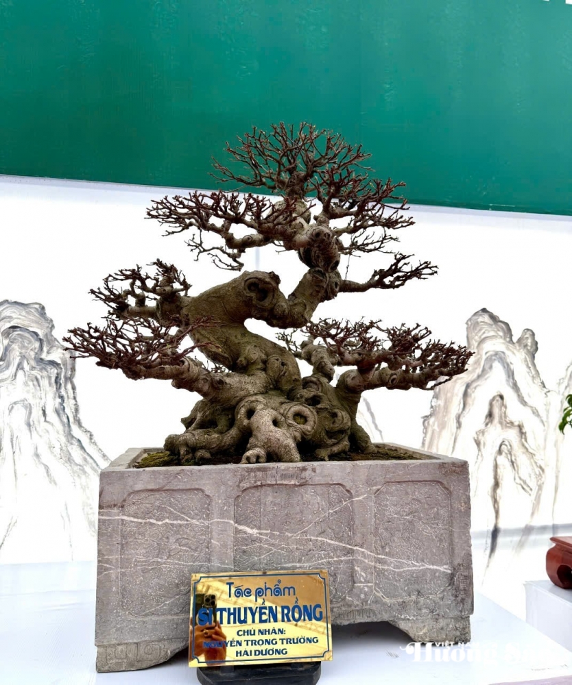 Câu lạc bộ Bonsai Đầm Trành: Bảo tồn, hội nhập và sáng tạo Câu lạc bộ Bonsai Đầm Trành: Bảo tồn, hội nhập và sáng tạo