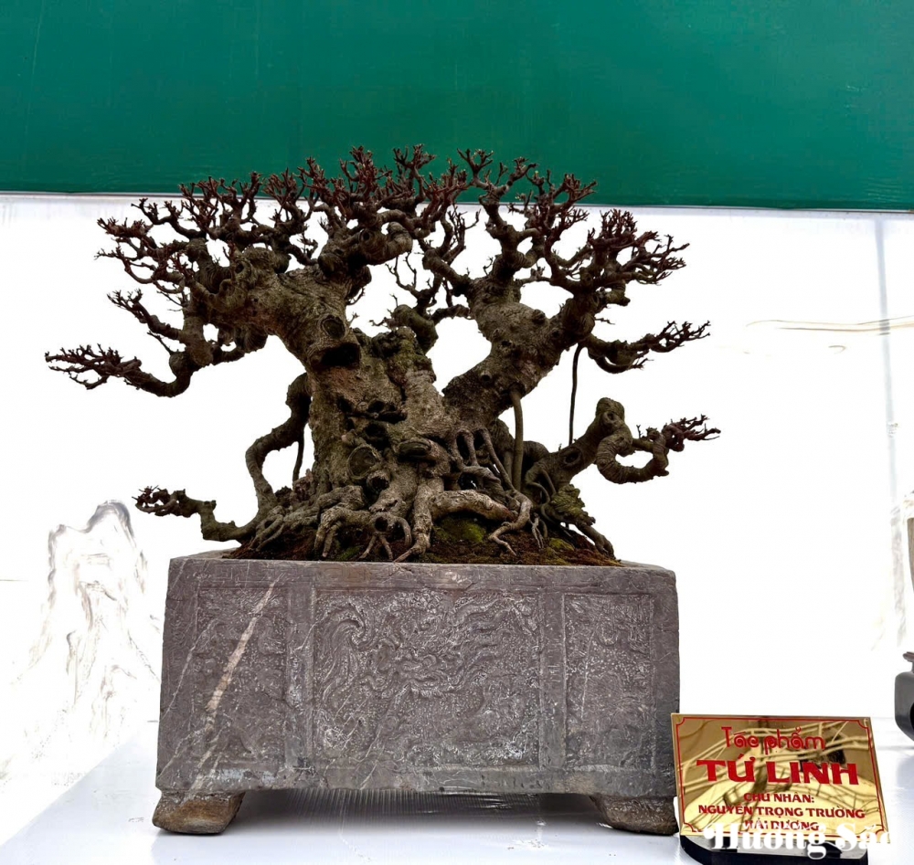 Câu lạc bộ Bonsai Đầm Trành: Bảo tồn, hội nhập và sáng tạo Câu lạc bộ Bonsai Đầm Trành: Bảo tồn, hội nhập và sáng tạo