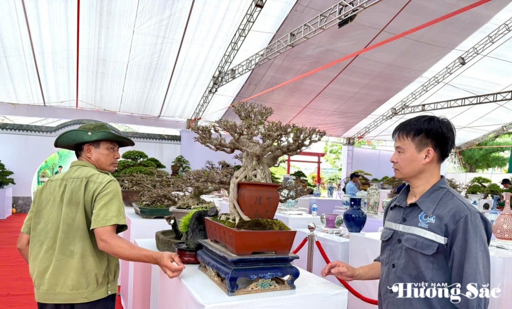 Câu lạc bộ Bonsai Đầm Trành: Bảo tồn, hội nhập và sáng tạo Câu lạc bộ Bonsai Đầm Trành: Bảo tồn, hội nhập và sáng tạo