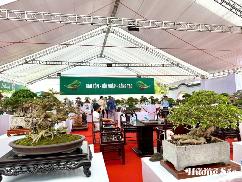 Câu lạc bộ Bonsai Đầm Trành: Bảo tồn, hội nhập và sáng tạo