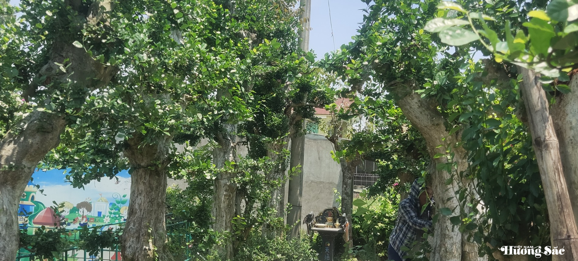 Câu chuyện của người nông dân Hà Tĩnh: Thú chơi cây cảnh lên ngôi, nhiều nhà vườn đổi đời