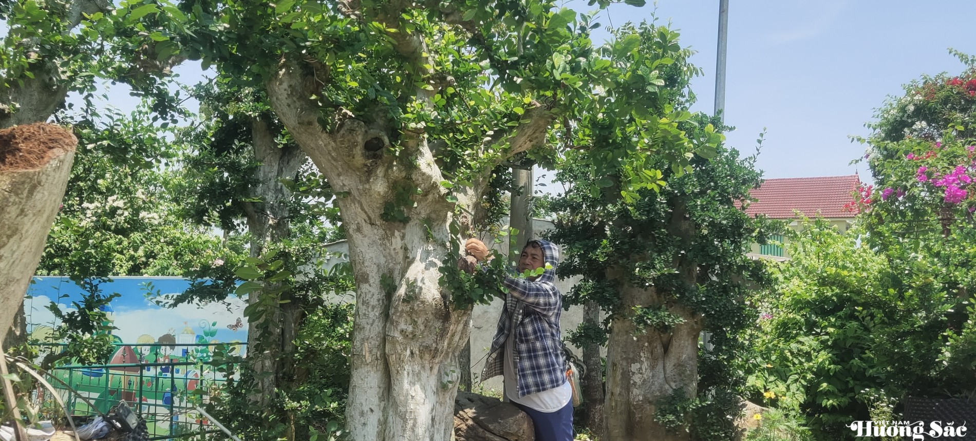 Câu chuyện của người nông dân Hà Tĩnh: Thú chơi cây cảnh lên ngôi, nhiều nhà vườn đổi đời
