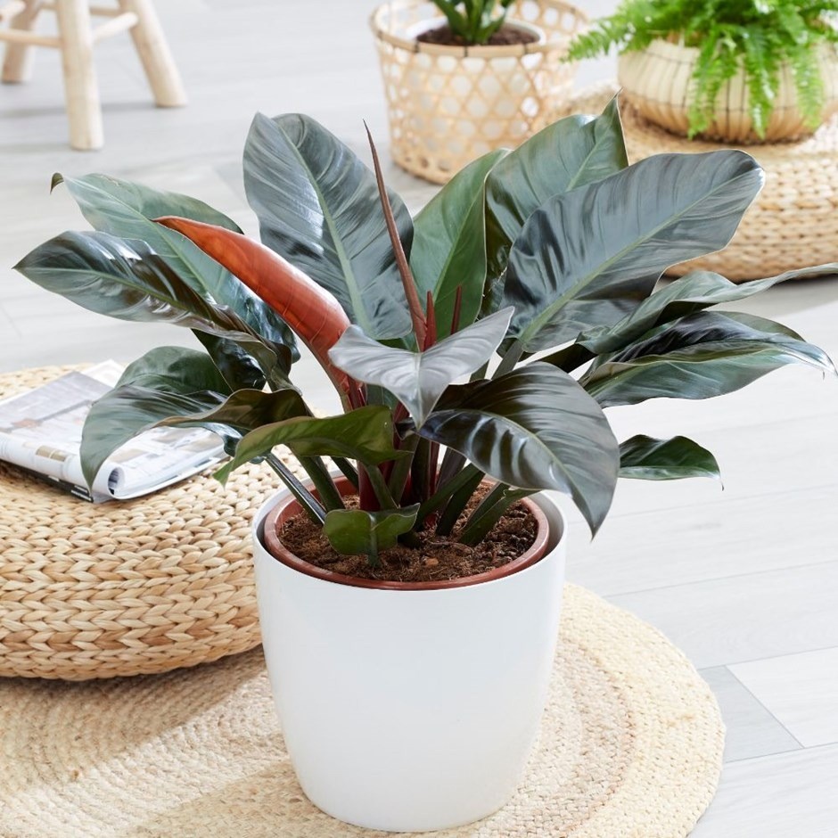 3 loại cây cảnh “phong thủy vượng phát”, trồng ở sân nhà là đổi vận