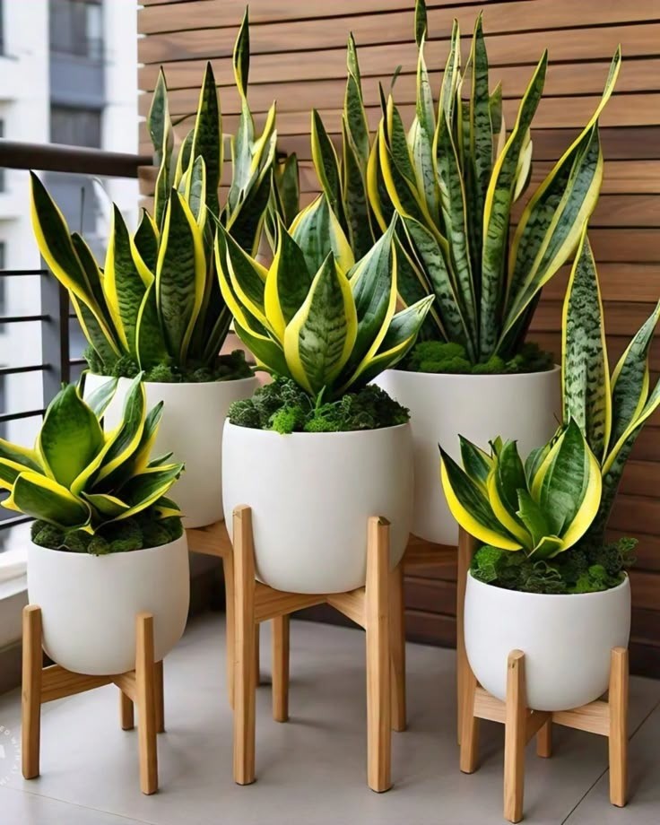 3 loại cây cảnh “phong thủy vượng phát”, trồng ở sân nhà là đổi vận