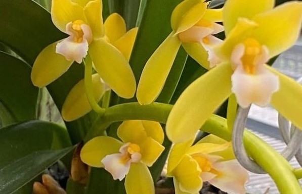 Lan kiếm - “lá bùa phong thủy sống” mang tài lộc, bình an và gắn kết cho mọi ngôi nhà