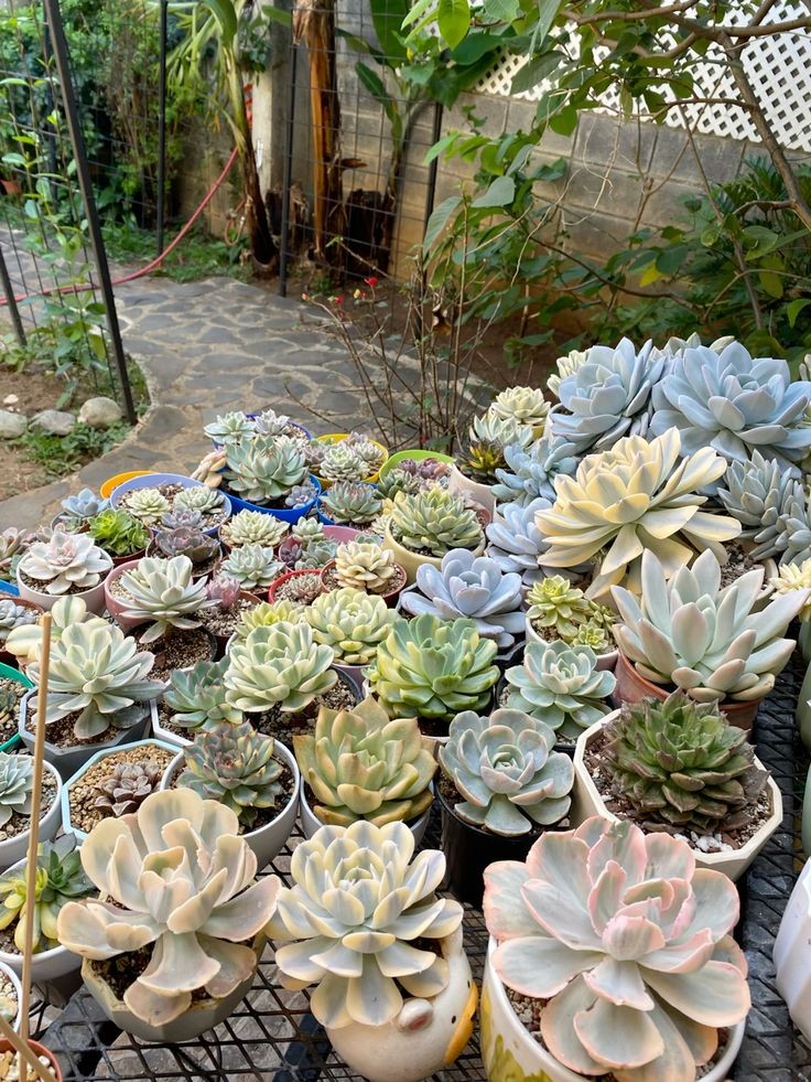 5 loại cây trồng ở ban công vừa đẹp rực rỡ vừa chịu nắng cực tốt