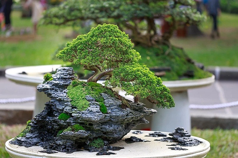 Cách chăm sóc bonsai tại nhà đúng kỹ thuật cho người mới bắt đầu