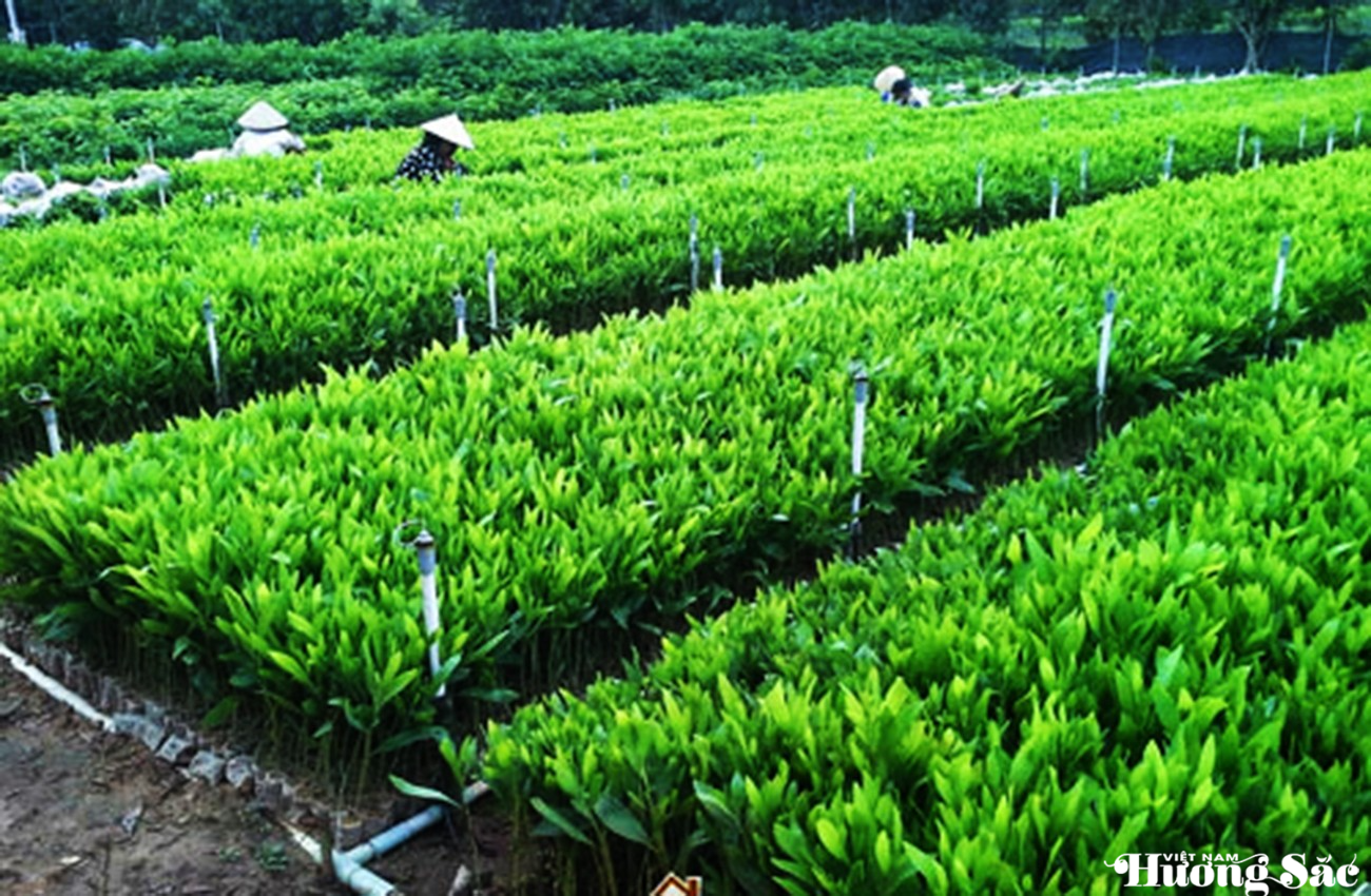 Quảng Bình phân bổ hơn 41 tỷ đồng triển khai Chương trình phát triển lâm nghiệp bền vững năm 2025